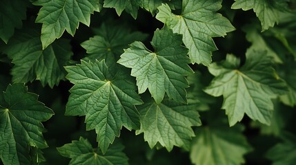 Poster - Lush green foliage of maple-like leaves, textured and vibrant, creating a natural background.