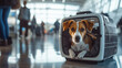 © nblxer - Cute dog in a pet carrier in large international airport, ready to travelling in airplane cargo.