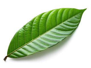 緑色のカカオの葉（green cocoa leaf on white background）
