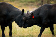 © Austockphoto - Black bulls facing off in grassy field, showing strength and determination