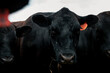 © Austockphoto - Black bull with orange ear tag gazing at camera in rural setting