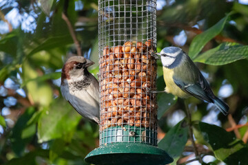 Great Tit small bird and sparrow hanging on the bird feeder cage, eating seeds.