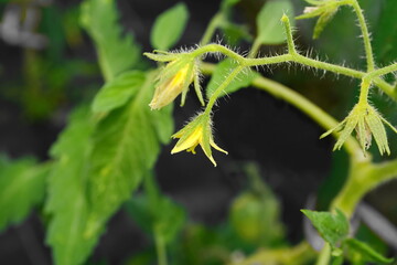 Wall Mural - Blooming tomato plant in the vegetable garden. Blooming tomato plant in the vegetable garden. Tomato, flowering plant, yellow flowers. Abundant flowering, agriculture.