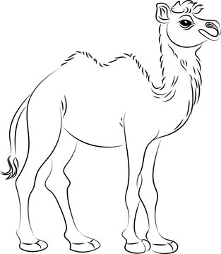 Camel. Line art with thin black lines. Black and white image.