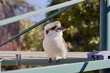 © Austockphoto - Kookaburra perched on backyard hills hoist washing line