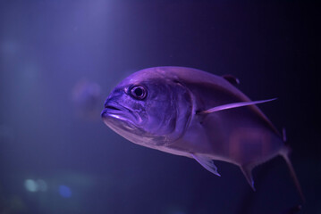 Wall Mural - Caranx underwater in an aquarium. Caranx close-up. 