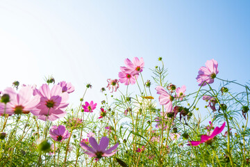 Wall Mural - beautiful pink flowers and blue sky