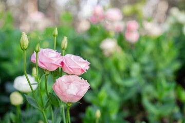 Wall Mural - close up of gentle pink flowers lisianthus spring concept