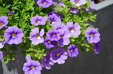 Wall Mural - calibrachoa parviflora seaside petunia starlight blue flowers in bloom, bright color flowering ornam
