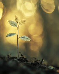 Poster - Delicate plant with glowing leaves in golden forest sunlight