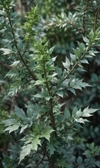 Silvery-green leaves on a thorny shrub with a compact growth habit, felon herb, thorny shrubs, artemisia vulgaris