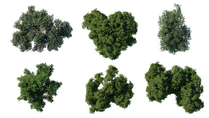 Wall Mural - tree top view plant landscape architecture nature garden aerial render. trees branch isolate collect