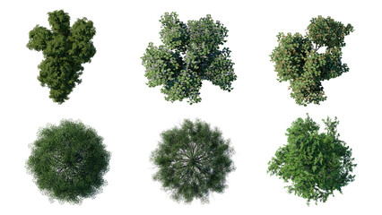 Wall Mural - tree top view plant landscape architecture nature garden aerial render. trees branch isolate collect
