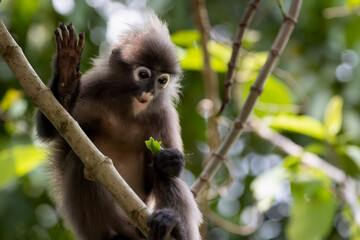 Cute Dusky Leaf Monkey, the spectacled langur or the spectacled leaf monkey in Taiping Zoo and Taiping Lake Garden.