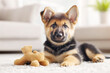 © Vasili - Sweet German Shepherd puppy sitting on a soft carpet with a chew toy, looking alert and attentive in a sunny and modern home setting.