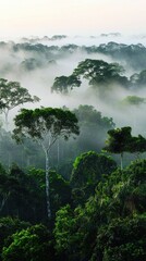 Poster - Lush Tropical Rainforest Enveloped in Mystical Mist and Fog