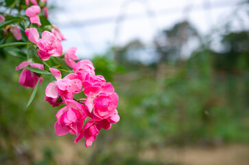 Wall Mural - Morning roses in the garden Soft focus image