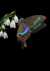 Fototapete - bright colorful swallowtail butterfly on white snowdrop flowers isolated on black