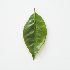 Poster - Vibrant green tea leaf with natural curve resting on a clean white background