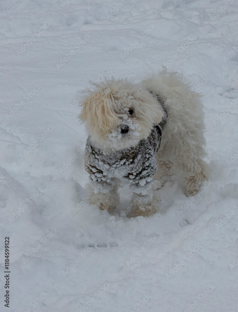Puppy playing in the snow