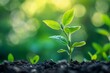 © Murda - Seedling sprouts, green leaves, fertile soil, bright background.