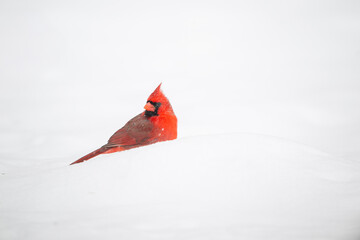 Wall Mural - Northern cardinal in the snow