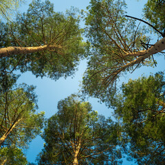 Wall Mural - The sky through the trees, looking up through the tree tops, Green tree leaves against blue sky.
