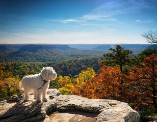 whitaker point landscape view from rock cliff hiking trail ozark mountains nwa northwest arkansas