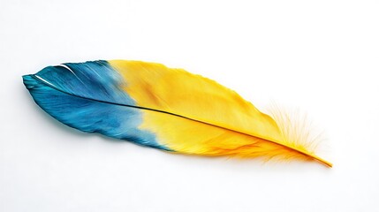 Canvas Print - Single vibrant blue and yellow bird feather isolated on white background.