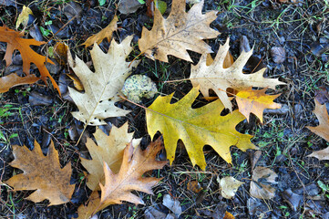 abstract background of leaves on the ground