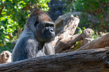 gorilla