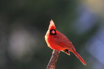 male norther cardinal red bird perched on tree against blurry background.