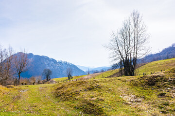 Poster - carpathian mountain landscape in spring. highland of ukraine. sunny day. forest on the hillside. countryside scenery. remote rural field