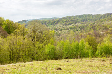 Wall Mural - deciduous forest behind the green meadow. picturesque scenery. sunny morning. countryside mountain landscape beneath a cloudy sky in spring. lush beech and birch woods in april