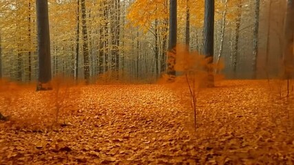 Wall Mural - Autumn forest with vibrant orange foliage.