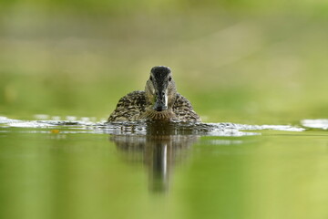 Wall Mural - Beautiful portrait of a female  mallrad. Wild duck in the nature habitat. Anas platyrhynchos