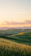 Aufkleber - A tranquil spring afternoon unfolds with olive trees dotting lush green hills. The setting sun bathes the landscape in warm hues, creating a peaceful atmosphere