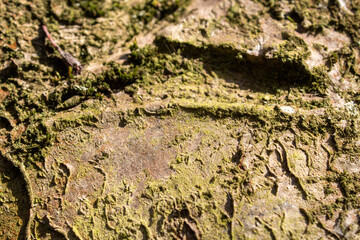 bark of a tree close up