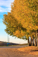 Wall Mural - a tree with yellow leaves is in front of a road