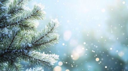 Poster - Snow falling on pine tree branches in winter wonderland