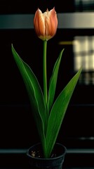 Poster - Delicate Tulip Bloom Showcases Nature's Elegance Against a Simple Backdrop