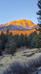 Poster - As daylight fades, golden hour envelops the rugged mountain landscape, illuminating peaks and casting shadows across the serene pine forest below, creating a breathtaking visual harmony