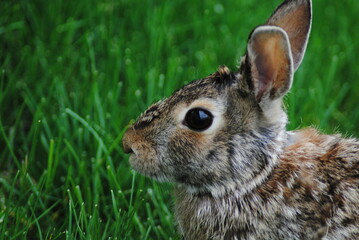 little brown rabbit sitting in grass