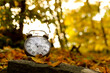 © New Africa - Autumn time. Alarm clock in forest, space for text