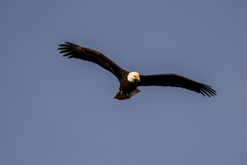 Wall Mural - bald eagle in flight