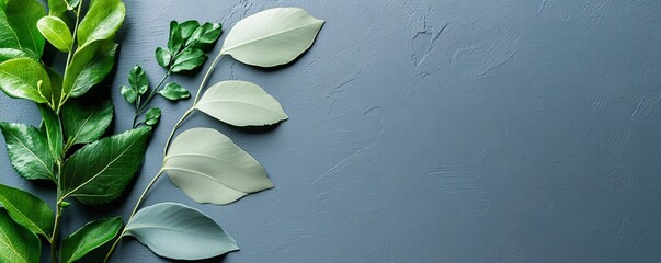 Aufkleber - Green and white leaves arranged on gray textured background