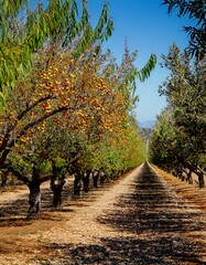 Canvas Print - Golden autumn orchard path, trees laden with ripe fruit.