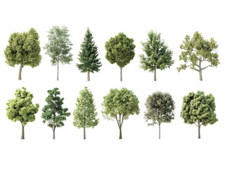 A collection of diverse trees, isolated on transparent background