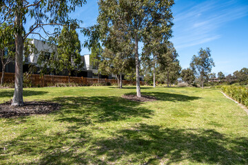 Wall Mural - Australian native landscape featuring eucalyptus trees casting shadows on a sunlit suburban green space in a local park, creating a natural boundary with modern townhouses in the background.Point Cook