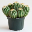 © Hammam - Stunning Cluster of Potted Cacti: A Prickly Delight for Home or Office Decor